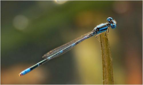 Paracercion malayanum