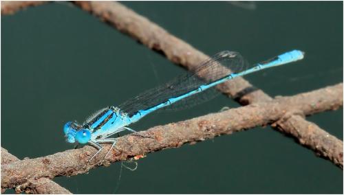Paracercion malayanum