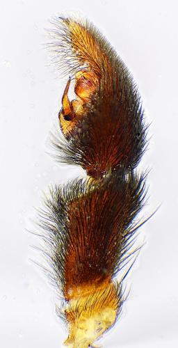 Pardosa amentata
