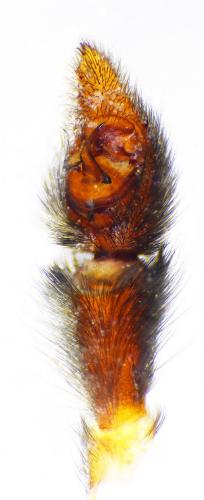 Pardosa amentata
