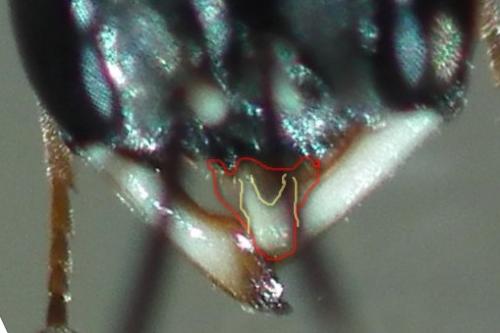 Passaloecus pictus