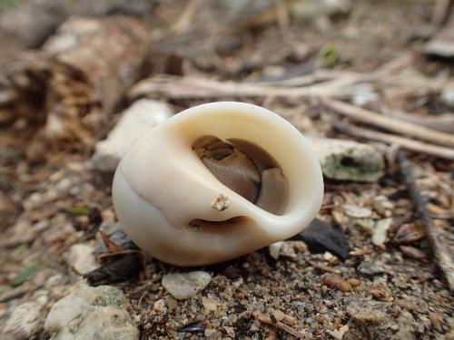 Coenobita rugosus