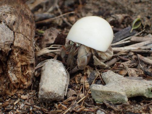 Coenobita rugosus