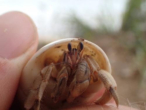 Coenobita rugosus