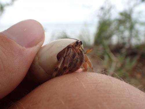 Coenobita rugosus