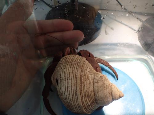 Coenobita brevimanus