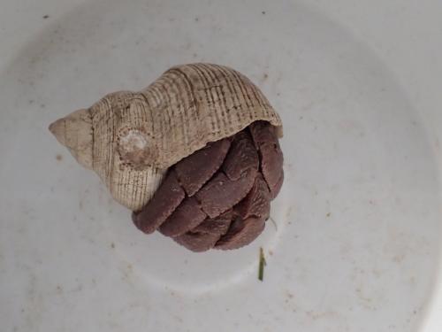 Coenobita brevimanus