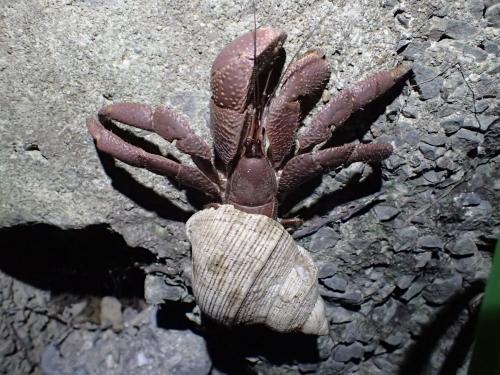 Réf. 177 358 : Coenobita brevimanus