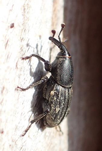 Sphenophorus sp.