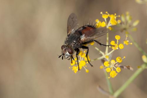 Peleteria rubescens