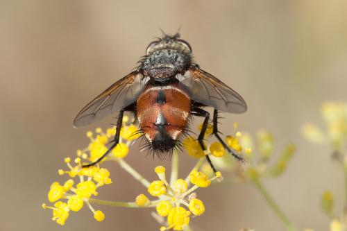 Peleteria rubescens