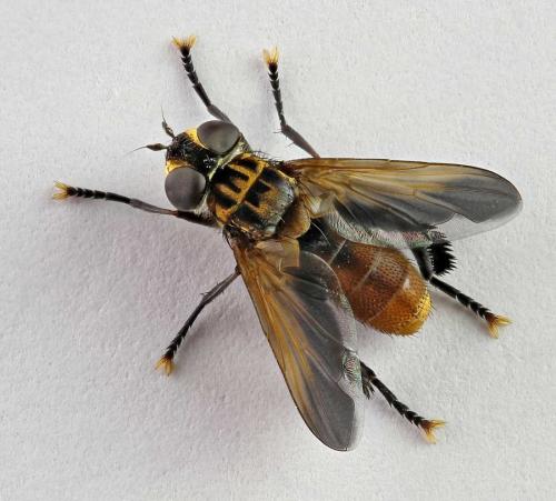 Trichopoda pictipennis