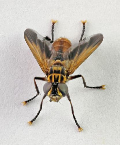 Trichopoda pictipennis