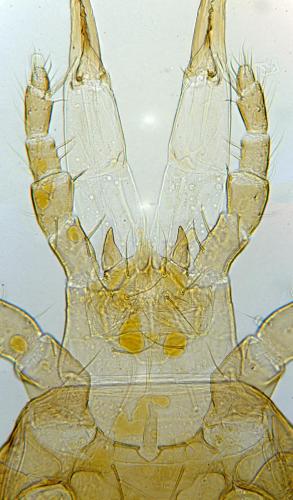 Pergamasus sp.