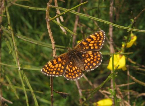 Melitaea (aurelia-helvetica-britomartis)