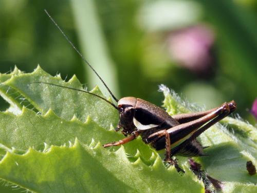 Réf. 177 371 : Tettigoniinae inconnu
