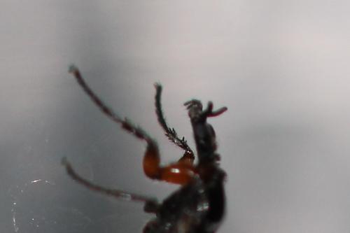 Réf. 177 490 : Dilophus sp.