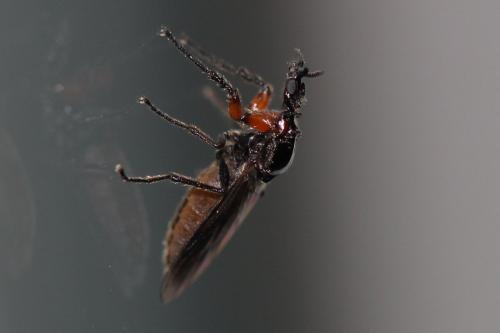 Réf. 177 487 : Dilophus sp.