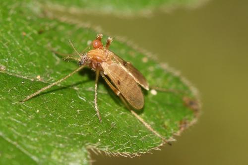 Tanypodinae