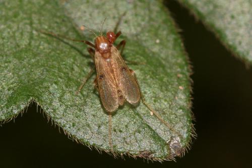 Tanypodinae