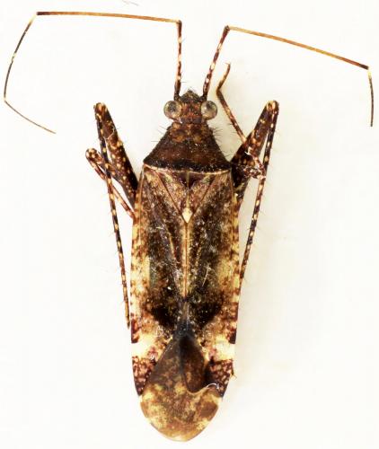 Réf. 177 421 : Phytocoris pilifer