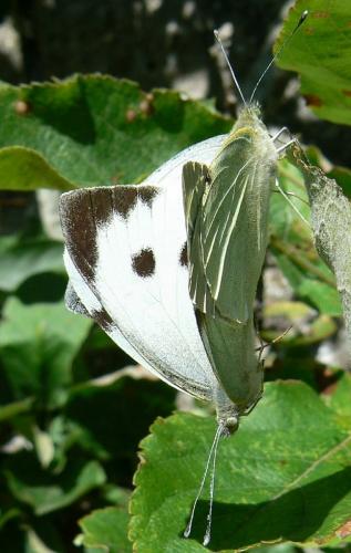 Pieris brassicae
