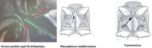 Pleurophorus mediterranicus