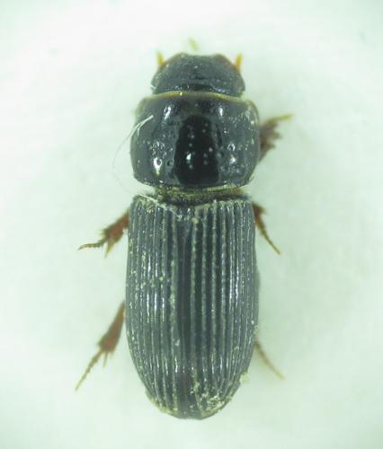 Réf. 177 652 : Pleurophorus mediterranicus