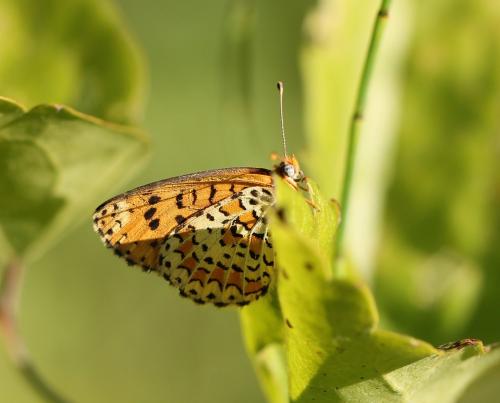 Melitaea trivia