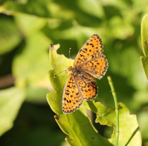 Melitaea trivia