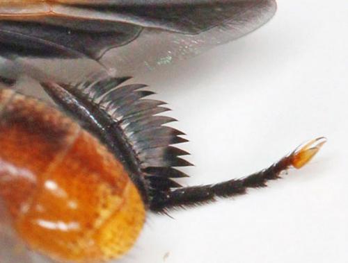 Trichopoda pictipennis