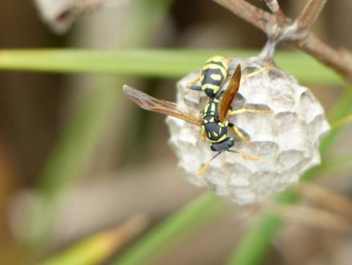 Polistes sp.