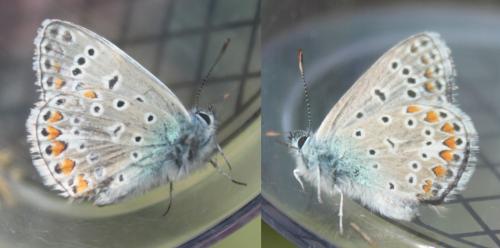 Polyommatus icarus