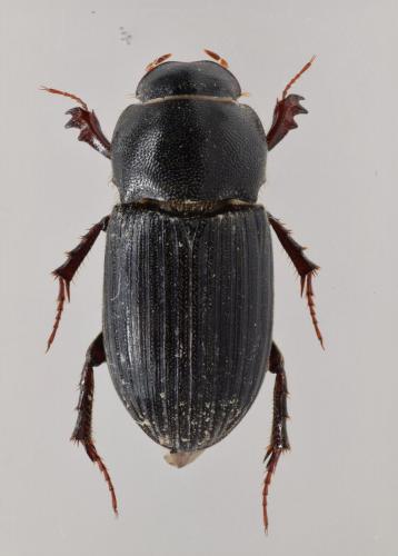 Paracoptochirus singularis