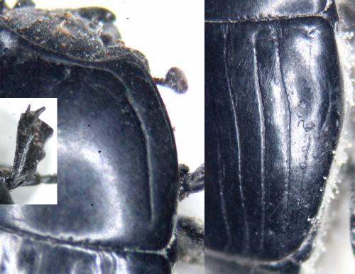 Réf. 177 857 : Hister unicolor