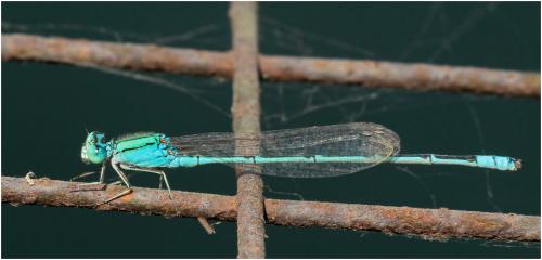 Pseudagrion decorum
