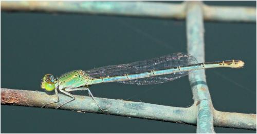 Pseudagrion decorum