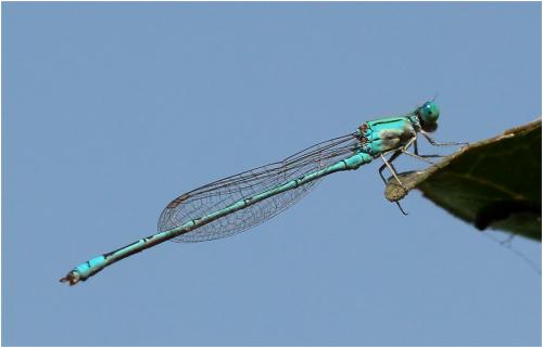 Pseudagrion decorum