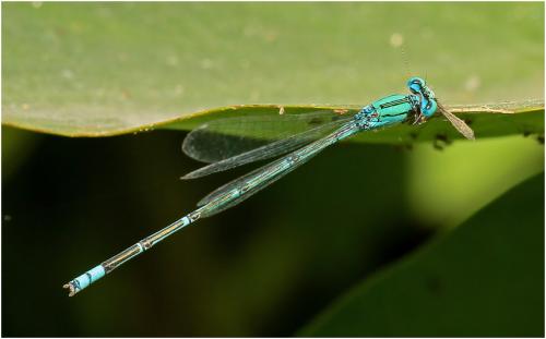 Pseudagrion decorum