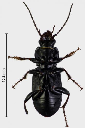 Réf. 177 567 : Pterostichus anthracinus