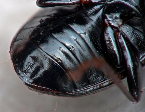 Réf. 177 571 : Pterostichus anthracinus
