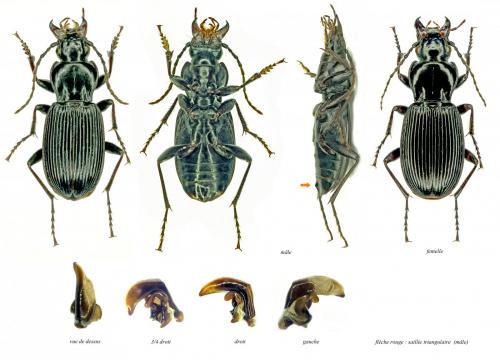 Réf. 177 835 : Pterostichus cristatus cristatus