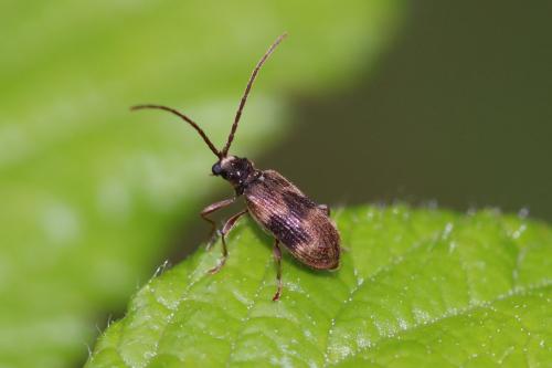 Ptinus italicus