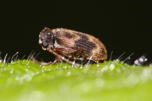 Ptinus italicus