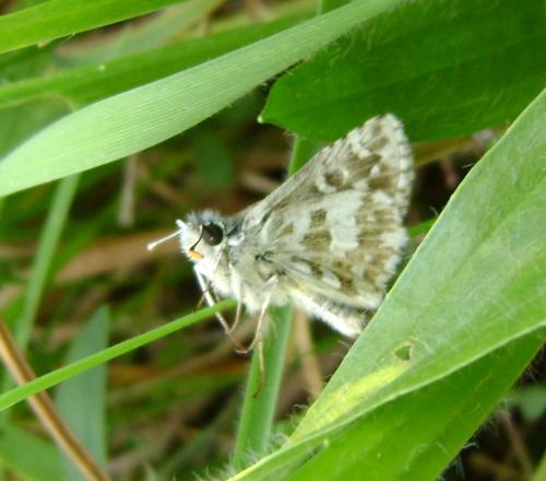Pyrgus armoricanus