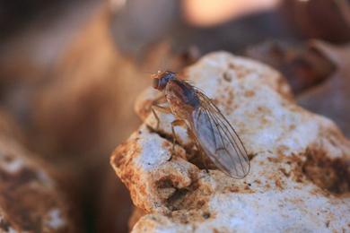 Suillia sp.