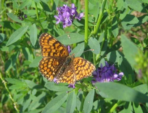 Melitaea (phoebe-ornata)