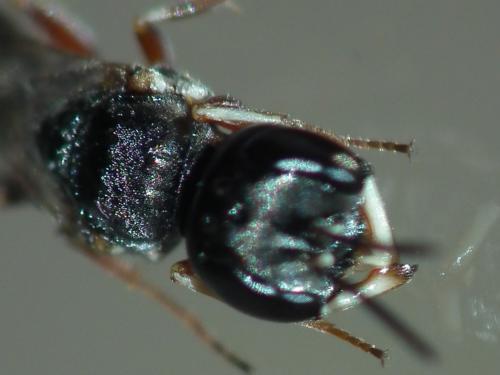 Passaloecus pictus