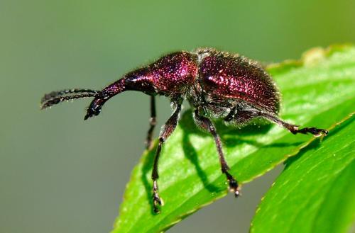Rhynchites sp.