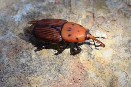 Réf. 177 782 : Rhynchophorus ferrugineus